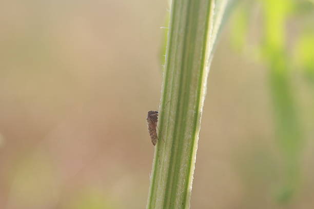 Closeup flies isolated on green stem