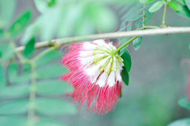 Calliandra surinamensis Benth,  Leguminosae Mimosoideae or  Powderpuff tree or Calliandra or pink flower