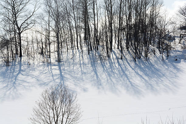 Long morning shadows on a snow covered park