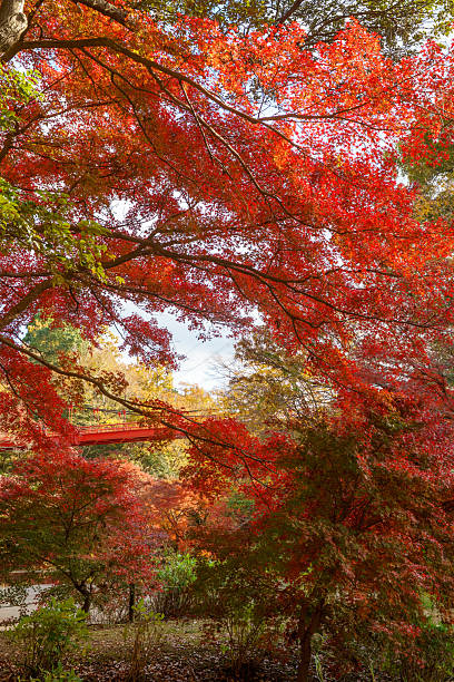 istock Autumn maple leaves, Japanese nature scene 2247907195