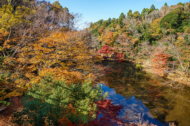 istock Autumn maple leaves, Japanese nature scene 2247907224