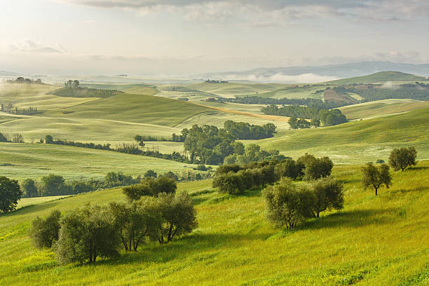istock Val d'Orcia landscape, rolling hills covered in green grass, olive trees scattered throughout, misty mountains in background, peaceful countryside scene 2247907806