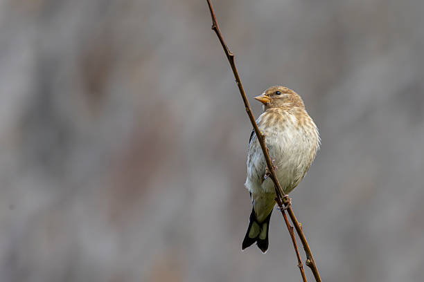 Redpoll perching on a snow covered branch in my back yard.
