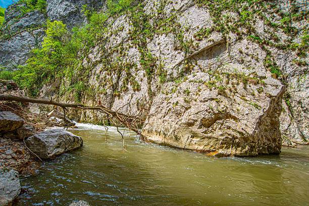 A fast-flowing section of the Jerma River passes between steep rocky canyon walls, with a large boulder, scattered stones, green vegetation, and a fallen tree trunk stretching over the water.