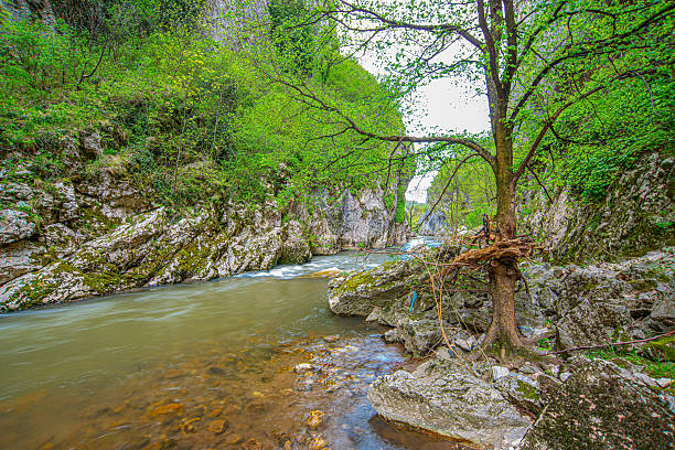 The Jerma River flows through a narrow gorge bordered by mossy rocks, green vegetation, and steep cliffs, with a tree rooted among stones and branches stretching over the water.