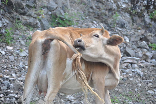 A cow is seen in a rocky area, with the animal appearing to interact with its tail. The scene captures a peaceful moment in nature, showing the cow's natural behavior.