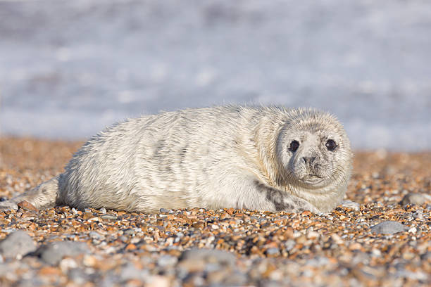 Grey seal pup (Halichoerus grypus) alone on a beach in winter. Seal spotting on Norfolk coast, UK