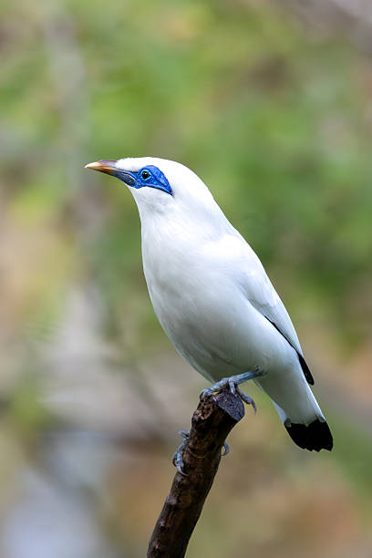 istock Bali Myna Photographs 2247910641