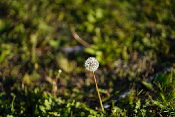Delicate dandelion seed head in natural sunlight with soft green bokeh background