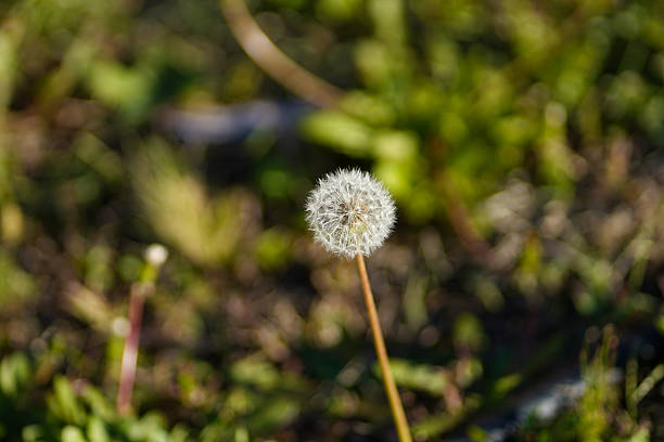 Delicate dandelion seed head in natural sunlight with soft green bokeh background
