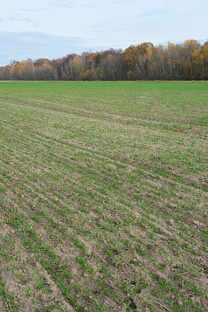 istock Winter wheat field in autumn on a forest backdrop. The rows of wheat. 2247911098