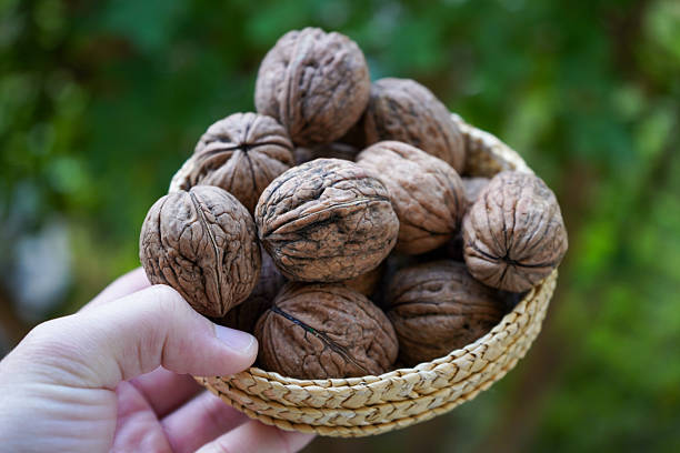 Fresh whole walnuts in a small woven basket held by hand