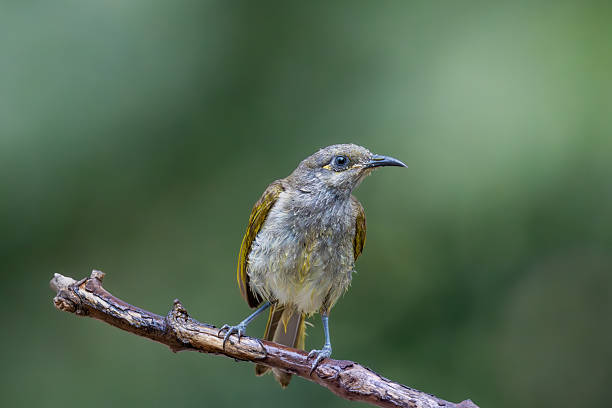 istock Brown Honeyeaters 2247912779