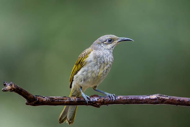 istock Brown Honeyeaters 2247912781