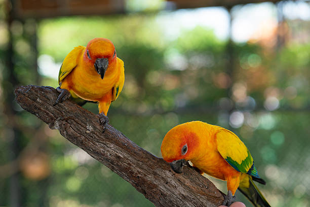 istock Yellow macaw parrots perching on tree bark in open zoo 2247914041