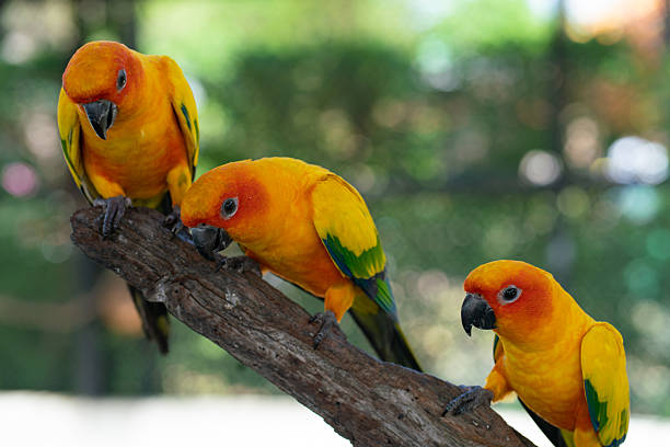 istock Yellow macaw parrots perching on tree bark in open zoo 2247914047