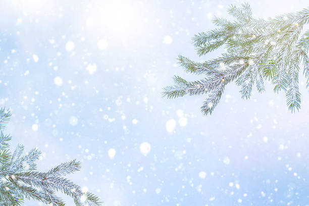 istock Landscape. Green fir tree branches on a blue background. Christmas card. 2247916507