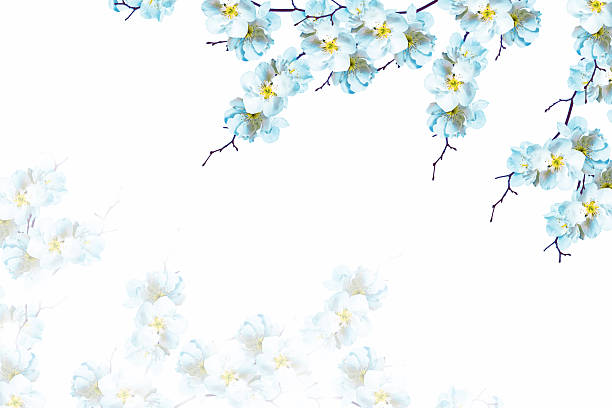 istock Flowering branch of cherry isolated on a white background. 2247916553