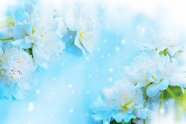 istock Colorful bright flower peony. Natural background. 2247916556