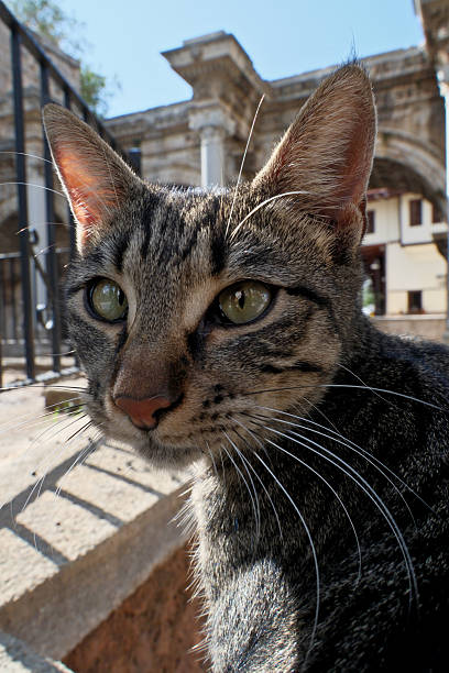 istock Cute Grey Tabby Cat in Front of Hadrian’s Gate, Antalya, Turkey 2247917895