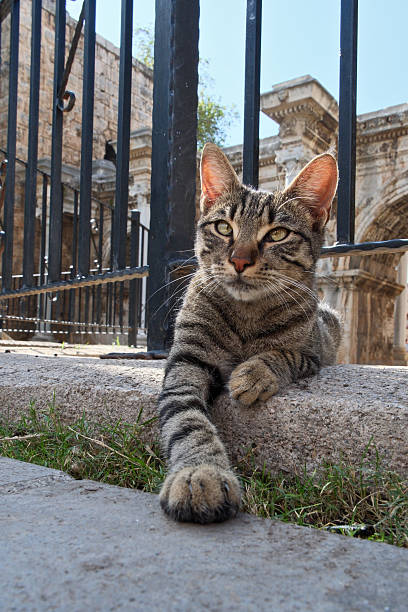 Cute Grey Tabby Cat in Front of Hadrian’s Gate, Antalya, Turkey