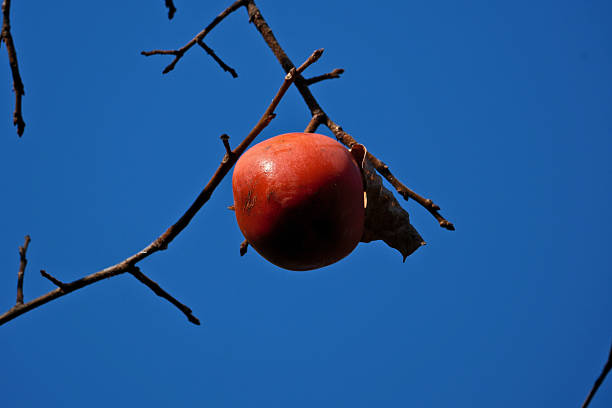 istock Ripe persimmon on the branches of a tree against the blue sky 2247918977