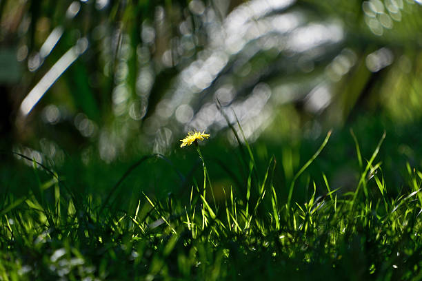 Single Flower in Morning Sunlight on Green Grass