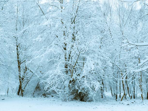 Winter landscape. Christmas wonderland. Magical forest. Pine woodland covered with Powder snow Perfect off piste  deep snow ski .  High mountain  landscape   Italian Alps  ski area. Ski resort Italy, Europe.Snowy wallpaper background.