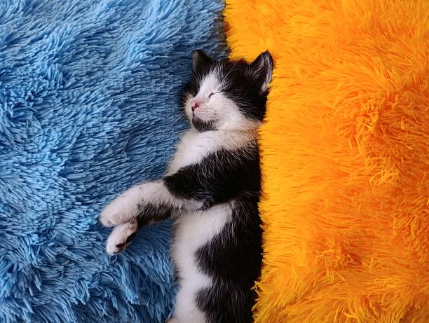 A small black and white kitten is lying asleep between vibrant blue and orange fluffy blankets. The setting is warm and inviting, capturing a serene afternoon moment.