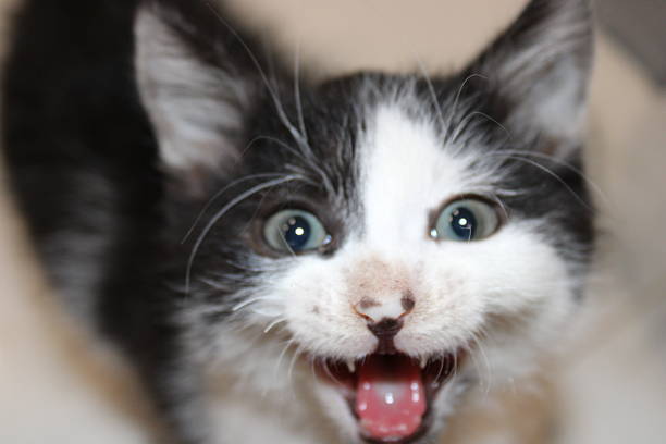 A playful kitten with black and white fur looks directly at the camera, mouth open as if meowing. Its bright blue eyes sparkle with curiosity. This lively scene unfolds in a warm indoor setting.