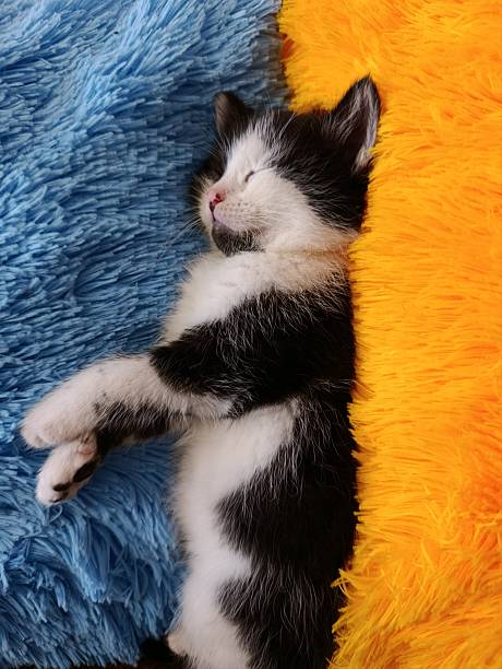 A black and white kitten lies peacefully asleep between a bright blue and orange fuzzy blanket. The setting is warm and inviting, perfect for napping.