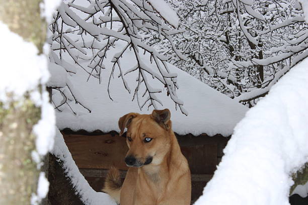 A brown dog sits calmly under snow-laden branches in a serene winter setting. The landscape is blanketed with soft white snow, creating a peaceful atmosphere.