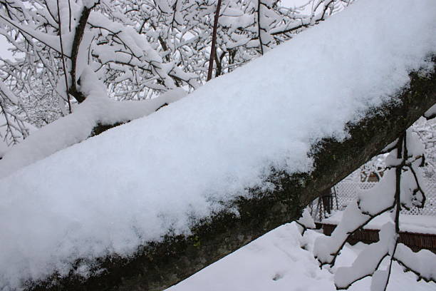 istock Snow covers a tree branch in a serene winter landscape during a quiet afternoon 2247920796