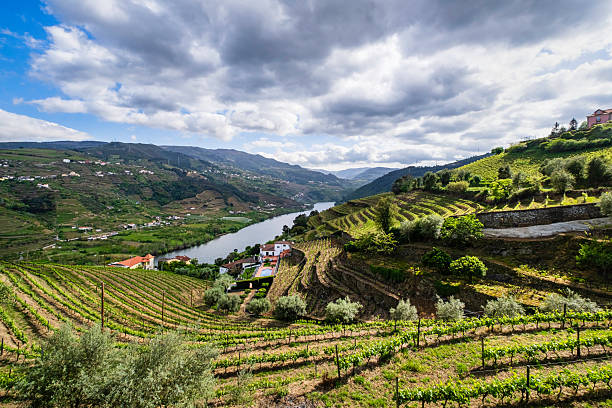 istock Douro wine region - Portugal 2247922050