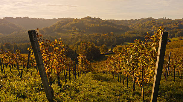 istock Golden Autumn Vineyard on Rolling Hillside at Sunset 2247923400