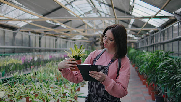 istock Young woman examining plant in greenhouse while using tablet for care instructions, surrounded by thriving greenery in natural light 2247923624