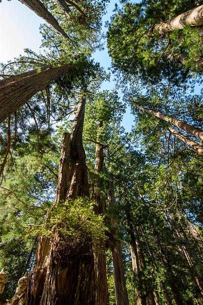istock Majestic Redwood Trees in a Serene Forest 2247924066