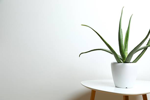 istock Home plant aloe vera in flowerpot on white table 2247924157