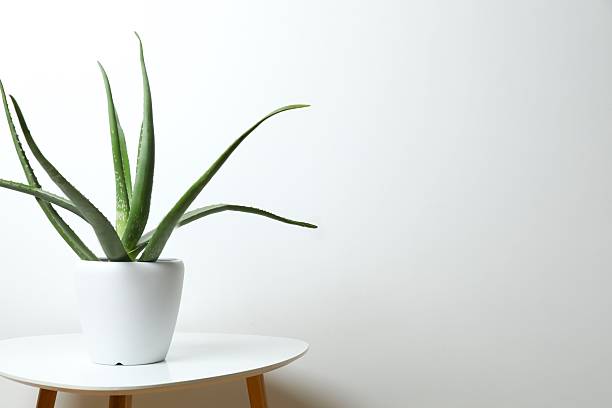 istock Green aloe vera in pot on table 2247924171