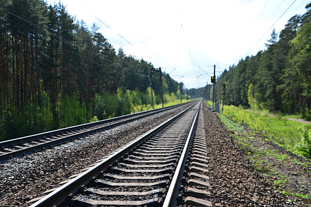 a close up of Railway Tracks Through a Green Forest