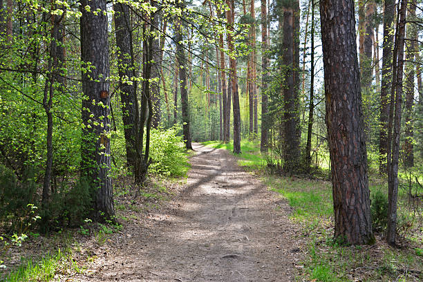 istock Serene Woodland Path with Dappled Light and no people 2247926514