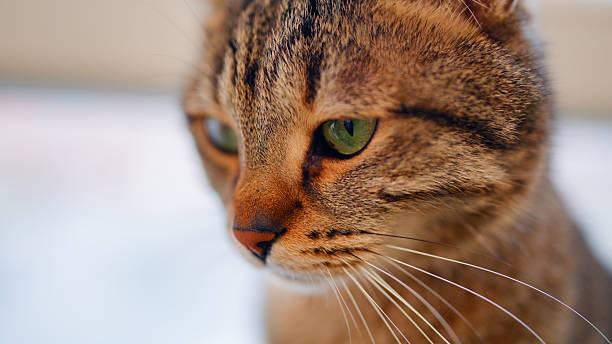istock Happy cat at home 2247927707