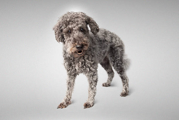 80+ Medium Size Poodle Stock Photos, Pictures & Royalty-Free