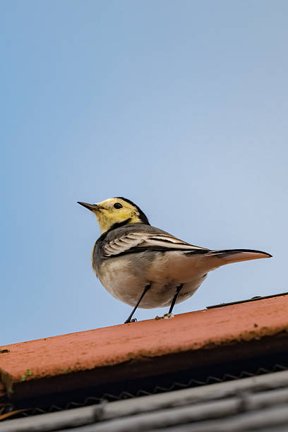 istock Pied Wagtail Motacilla alba yarrellii 2247928195