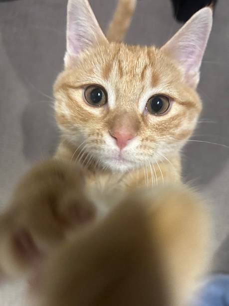 istock Orange Cat Standing Upright Indoors with Paws Raised 2247928793