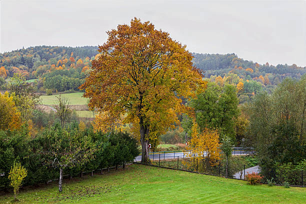Colorful autumn garden with trees in the mountains