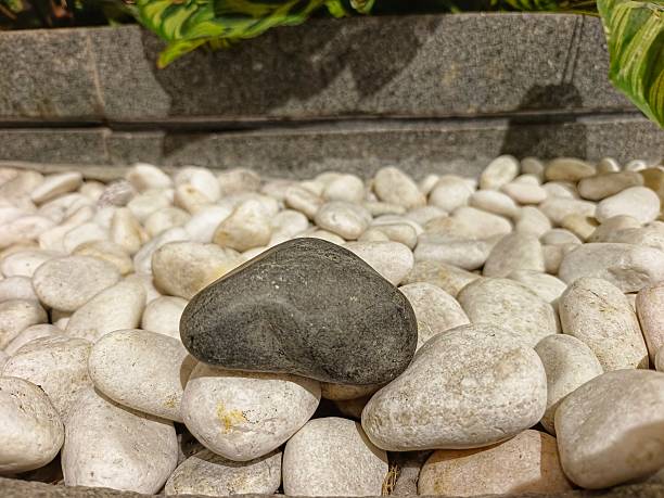 istock A single dark rock sits atop smooth white pebbles in a carefully arranged garden bed. The contrast highlights texture and calm, offering a minimalist, natural focal point for outdoor decor and landscape styling 2247930899