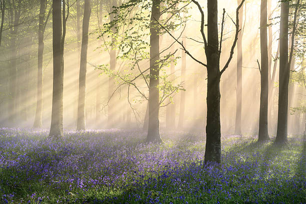 Carpet of Bluebells in misty woods with morning sunlight breaking through tree canopies. Dorset, England.