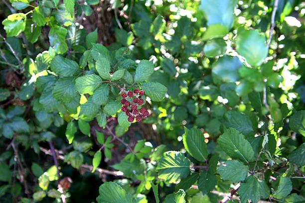 istock blackberry plant - Rubus niveus 2247932932