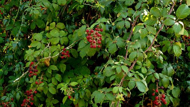 istock blackberry plant - Rubus niveus 2247933102